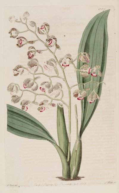 Illustration de Oncidium pubes - Unbekannt Unbekannt